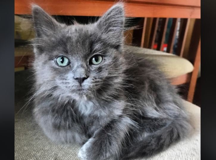 Russian Blue Ragdoll mix