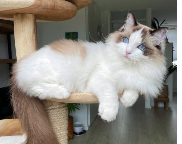 Seal Bicolor Ragdolls 