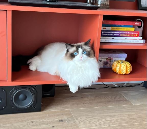 Do Ragdoll Cats Need a Companion?