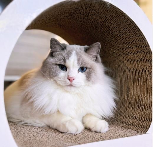 Seal Bicolor Ragdolls 