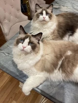 seal bicolor ragdoll