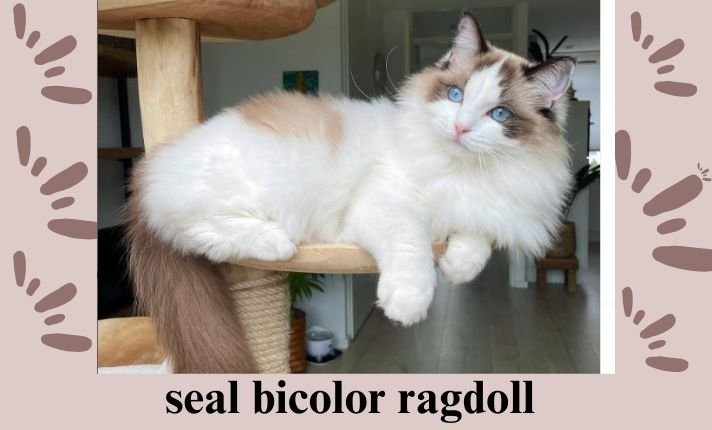 Seal Bicolor Ragdoll