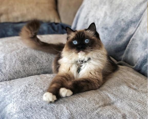 Do Ragdoll Cats Need a Companion?