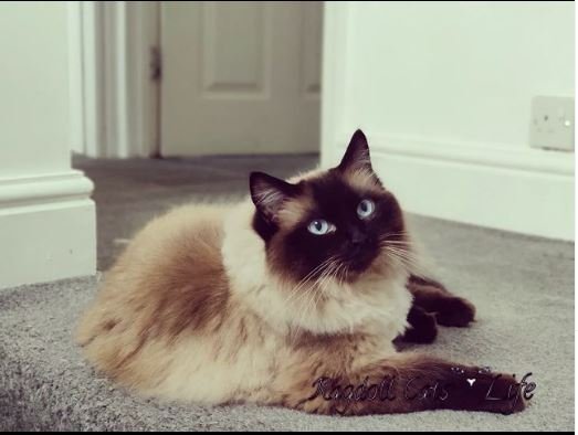 Seal Point Ragdoll Cat