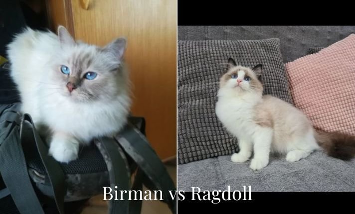 Birman vs Ragdoll cat