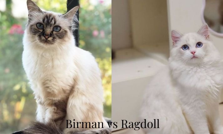 Birman vs Ragdoll cat