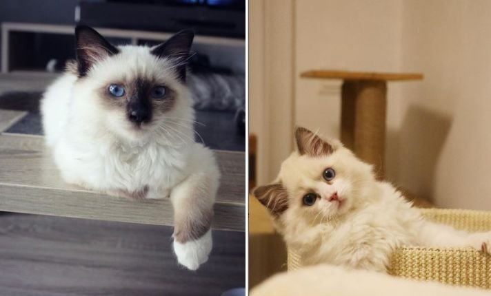 Birman vs Ragdoll cat