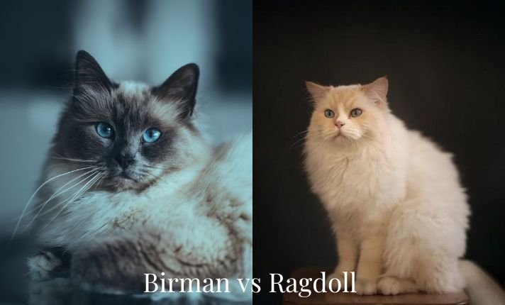 Birman vs Ragdoll cat