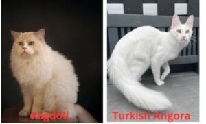 Ragdoll vs Turkish angora cat: Key Differences You Should Know ...