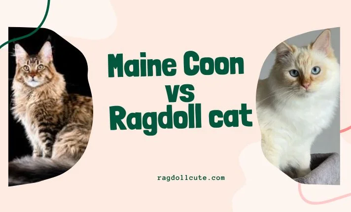 Maine Coon vs Ragdoll Cats