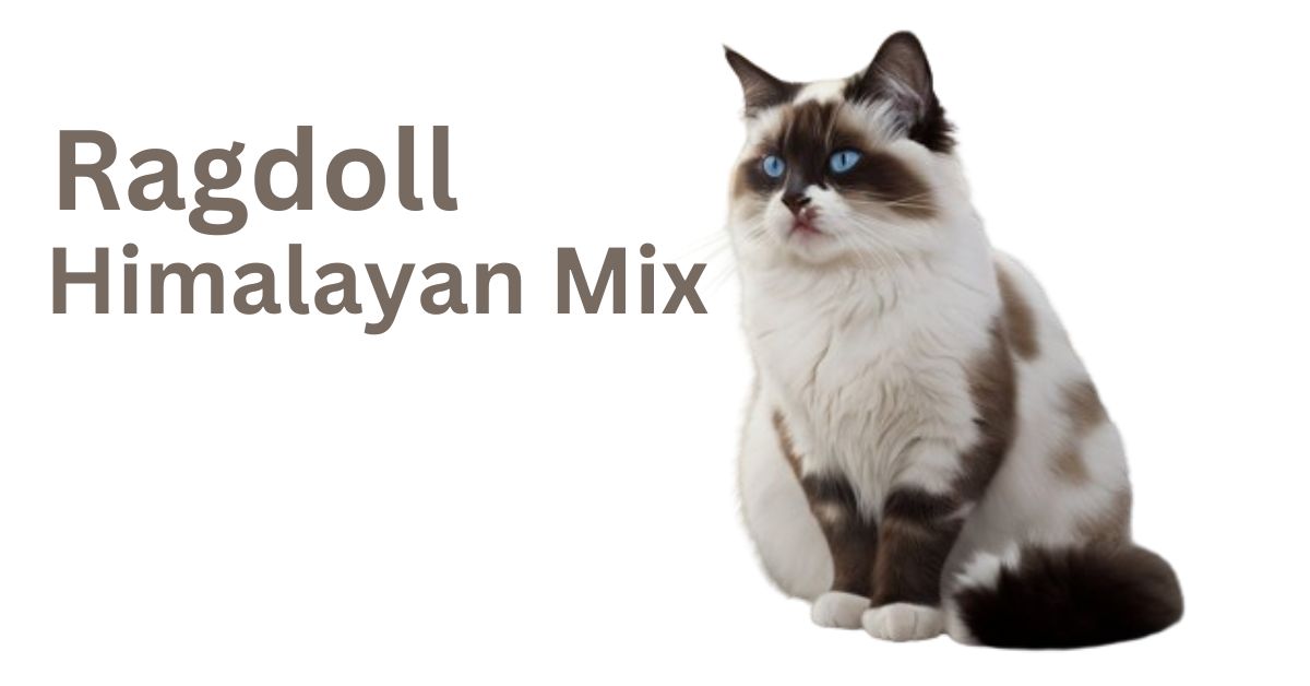 Ragdoll Himalayan Mix: Personality, Traits, Cost, (With Pictures)