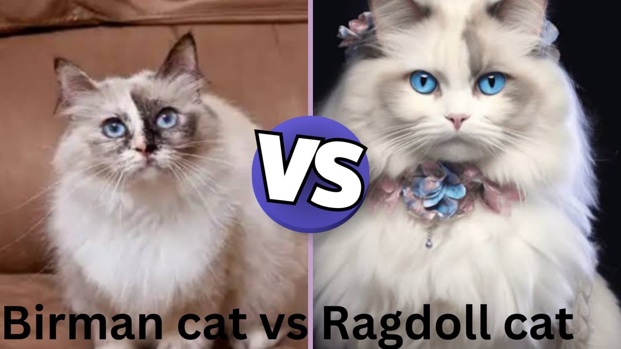 Birman vs Ragdoll cat