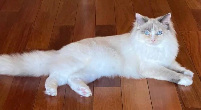 Blue Tortie Ragdoll