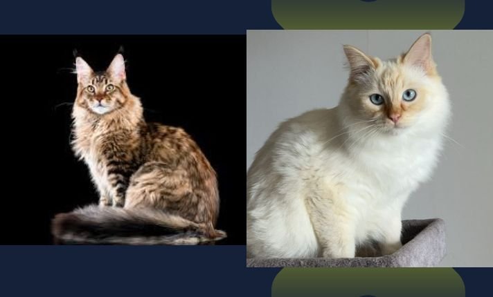 Maine Coon vs Ragdoll Cat