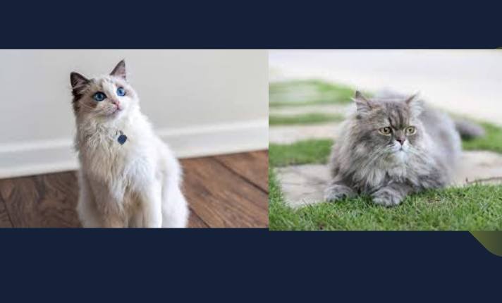 Ragdoll vs Persian Cat