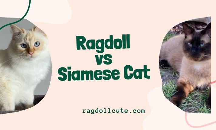 Ragdoll vs Siamese Cat