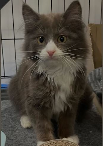 Ragdoll Scottish Fold Mix