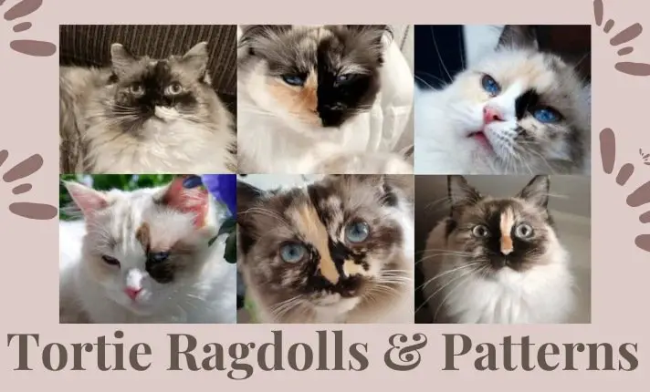 Tortie Ragdoll Cat