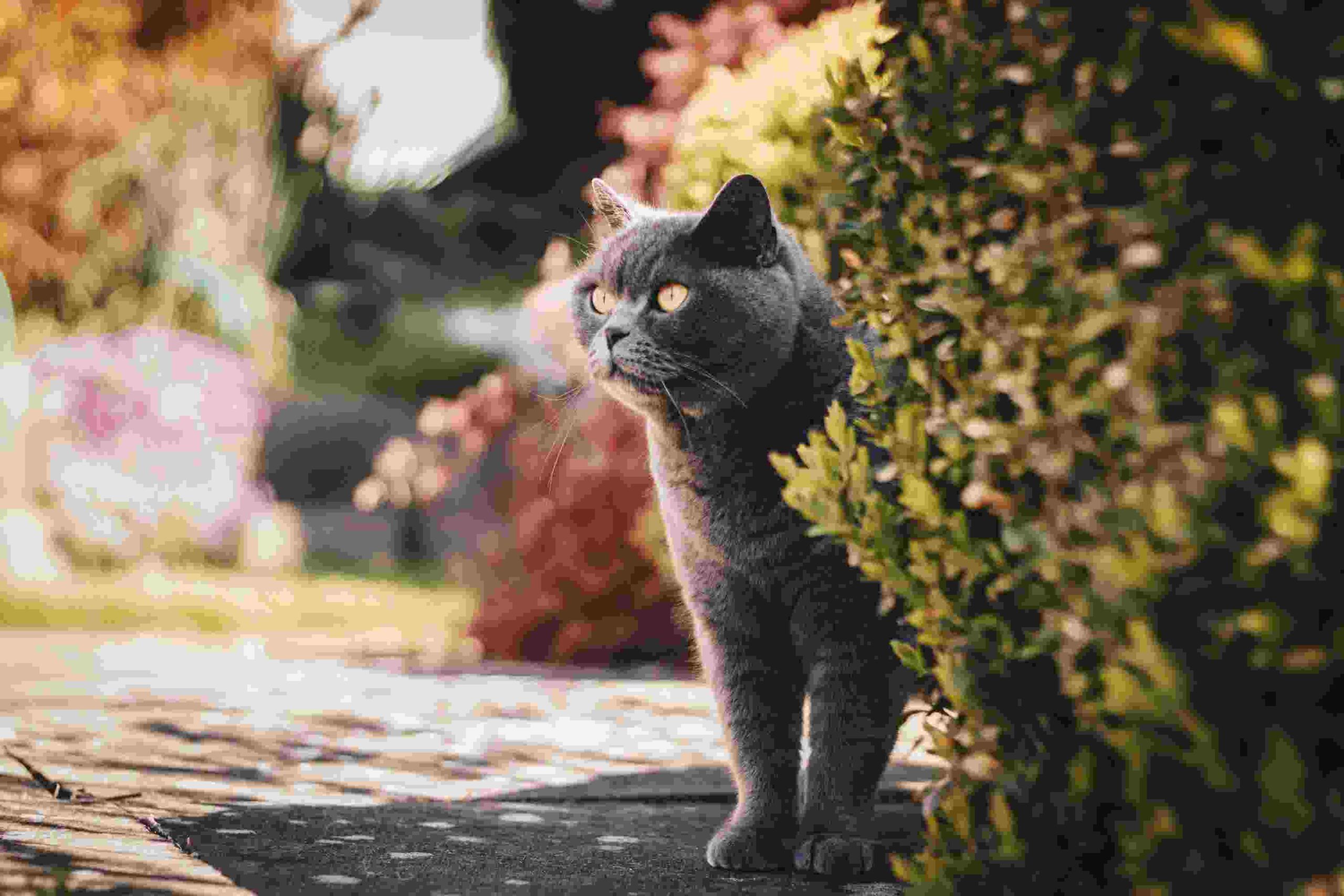 Do British Shorthair Cats Have Eye Problems?