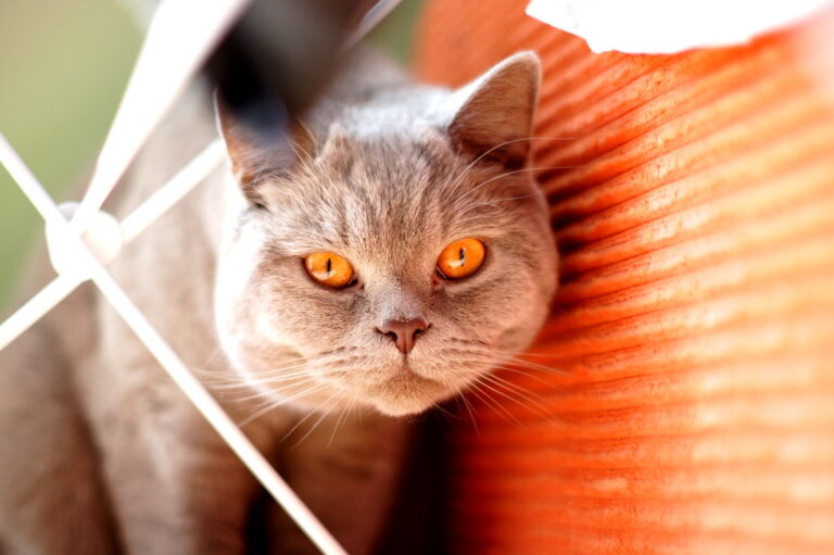 Do British Shorthair Cats Smell?