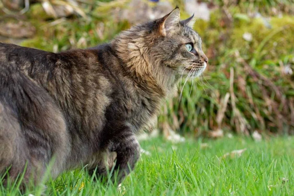 Why Do Maine Coons Lay on Their Back? 