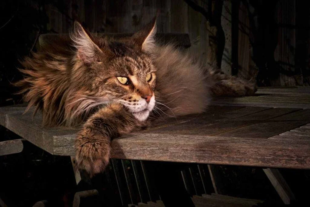 Why Do Some Maine Coons Have Extra Toes?