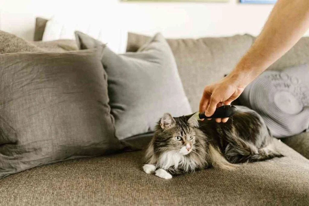 Maine Coon Tail Thinning: 8 Causes of Hair Loss in Main Coon Cats