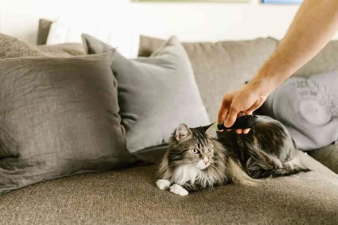 Why Your Maine Coon Stares at You