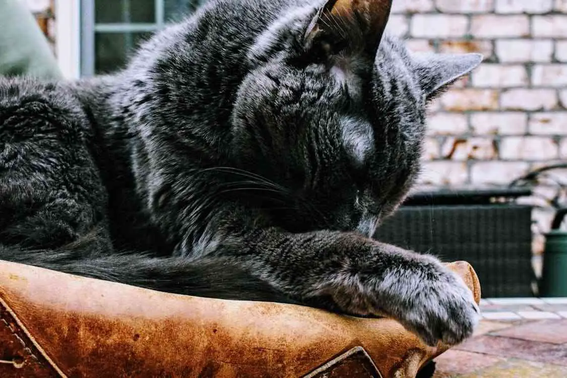 Maine Coon Tail Thinning