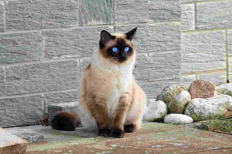 Are Siamese Cats High Maintenance?