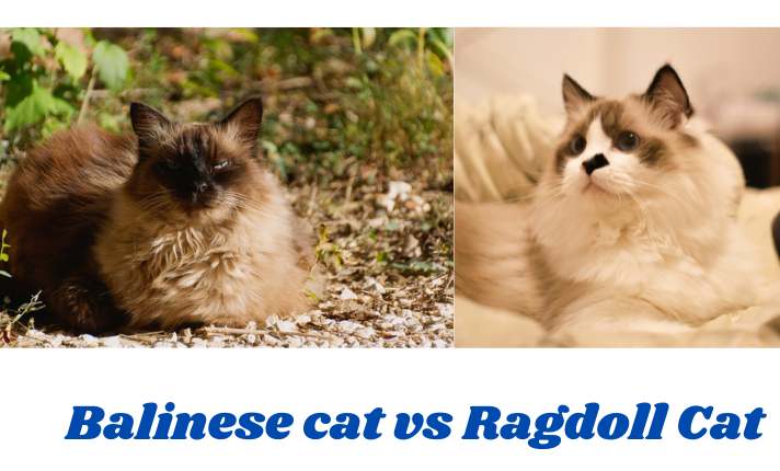 Balinese cat vs Ragdoll Cat