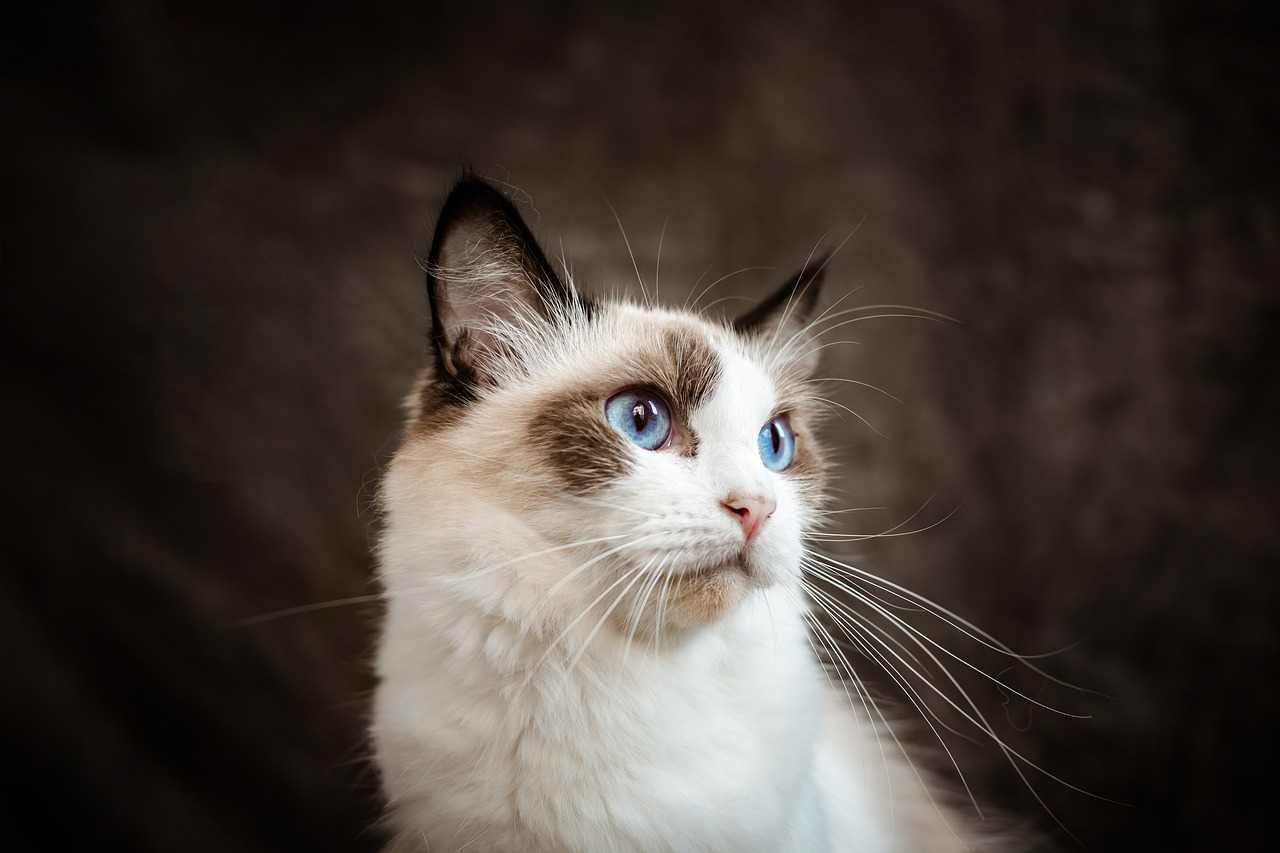 Ragdoll Cat Price in the UK