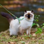 How To Train Your Ragdoll Kitten to Walk On A Leash: