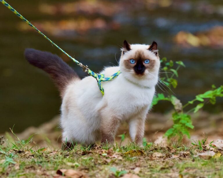 How To Train Your Ragdoll Kitten to Walk On A Leash: