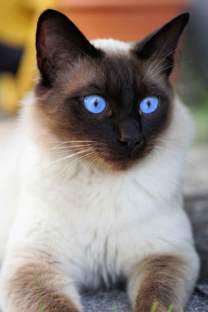 Do all Siamese cats have blue eyes?