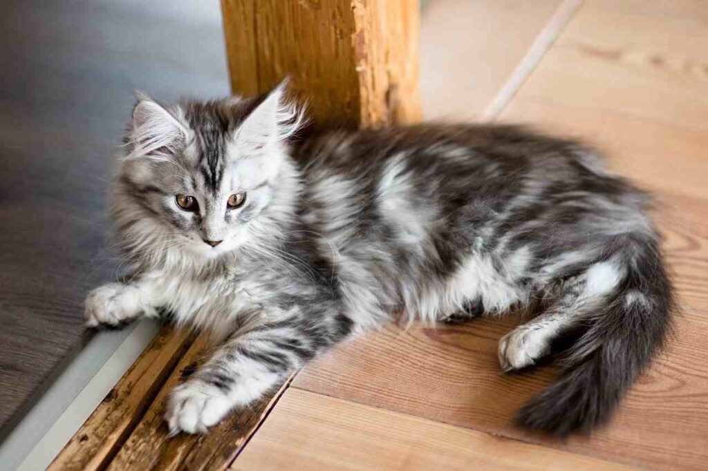 Do Maine Coon Cats Have a Favorite Person?