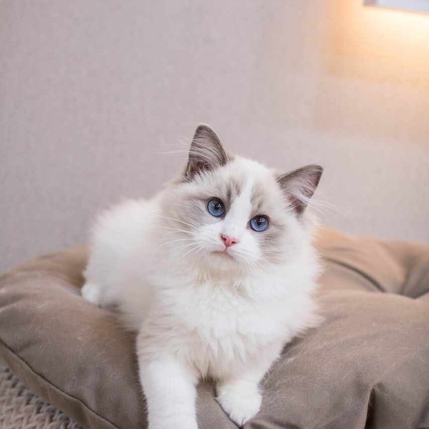 Are Ragdoll Cats Lazy?