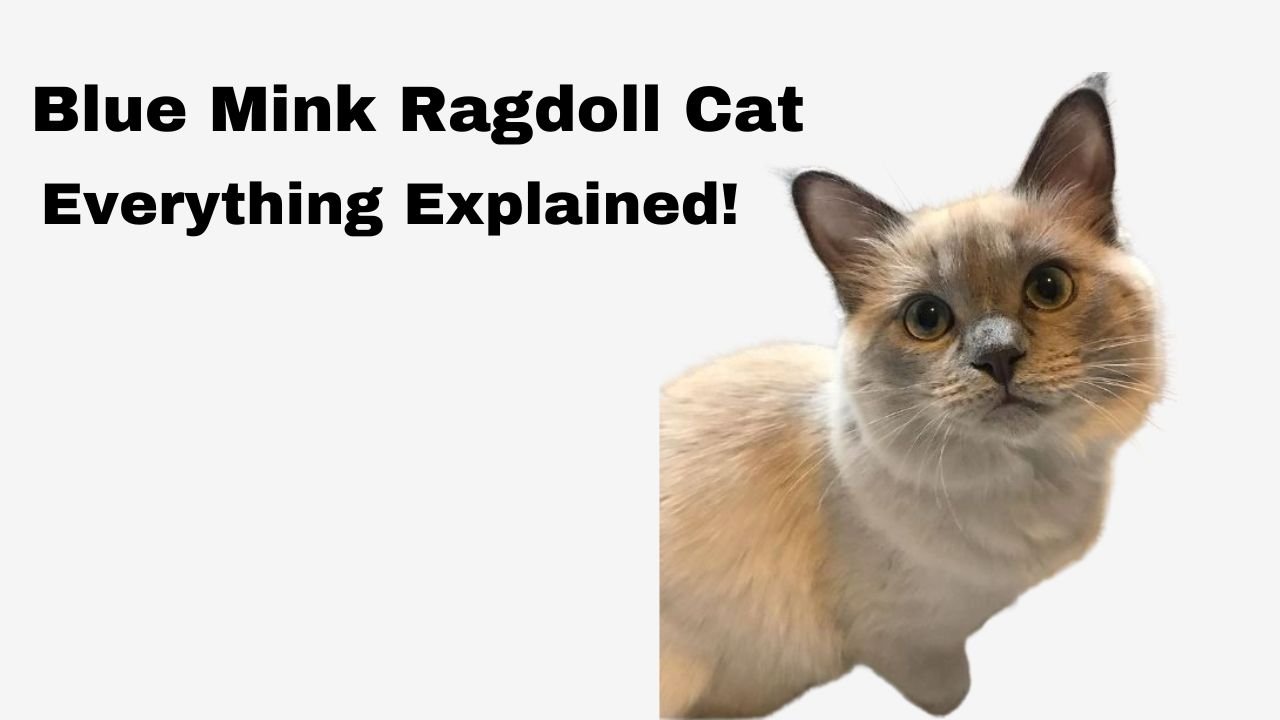 Blue Mink Ragdoll cat