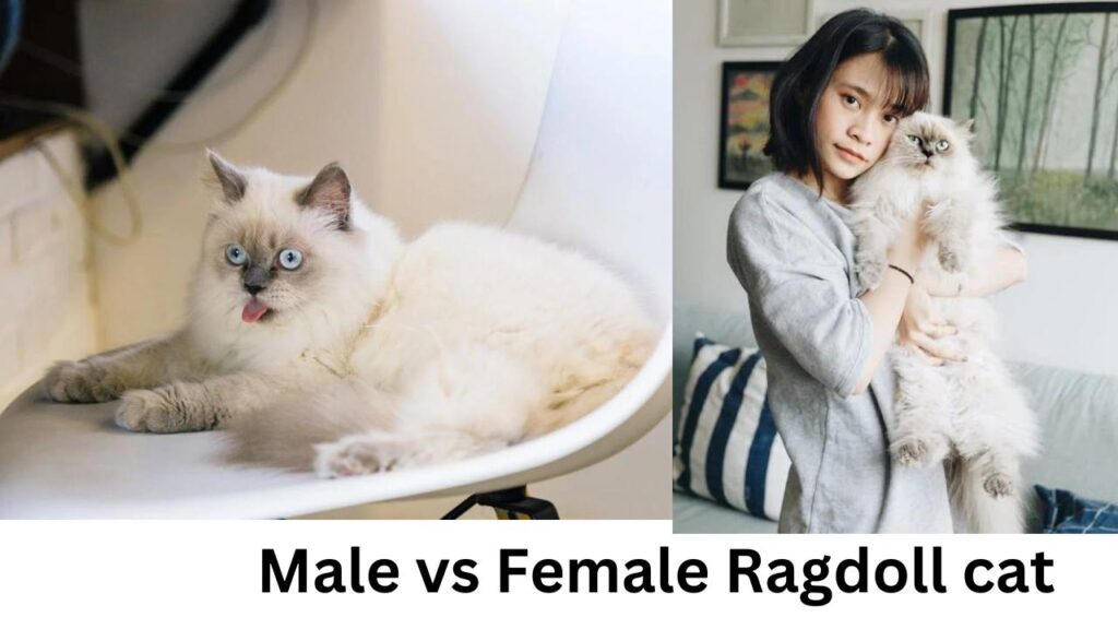 Male vs Female ragdoll cat