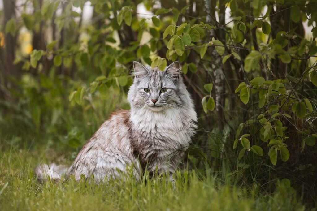 Norwegian Forest cat