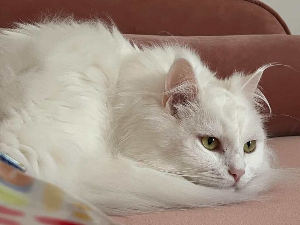 ragdoll Norwegian Forest cat mix