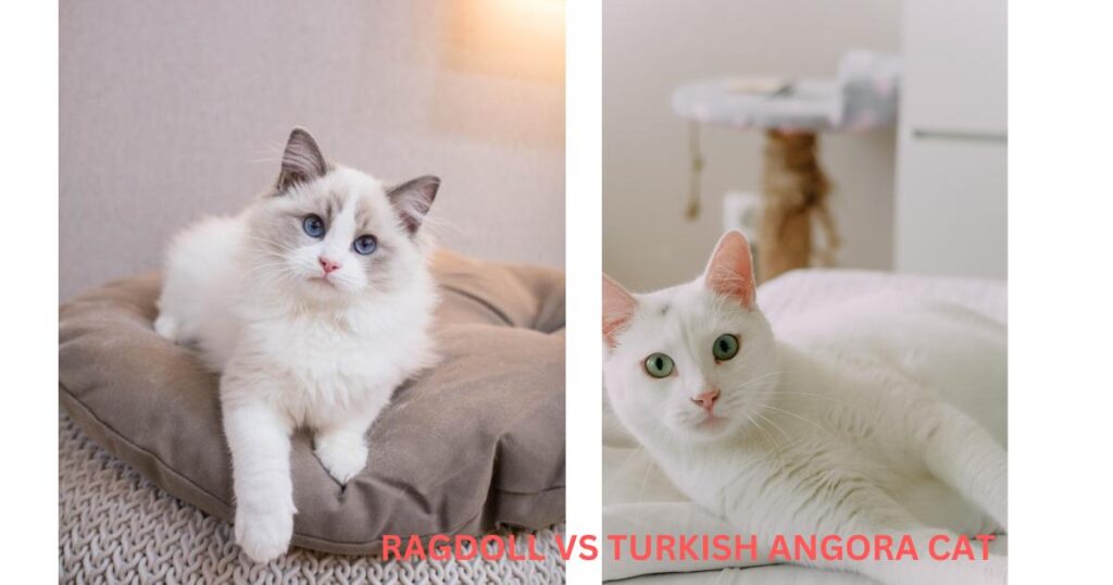 Ragdoll VS Turkish Angora cat