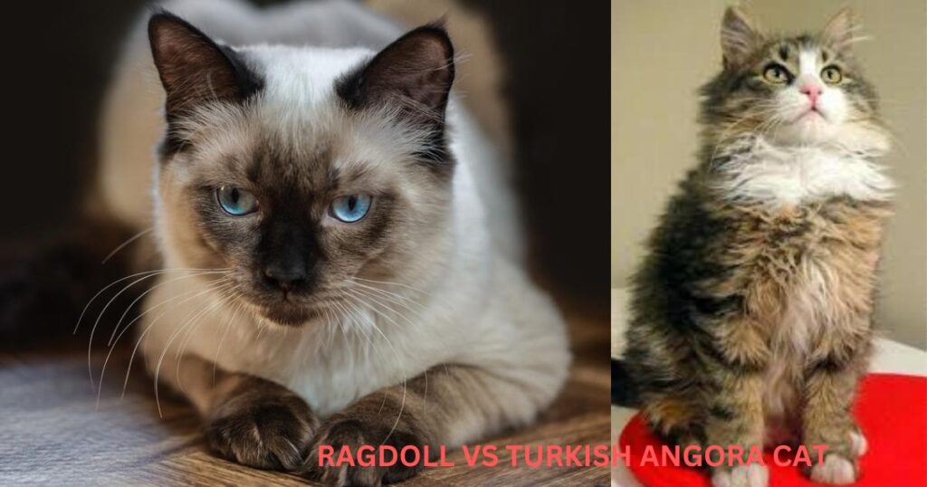 Ragdoll Vs Turkish Angora