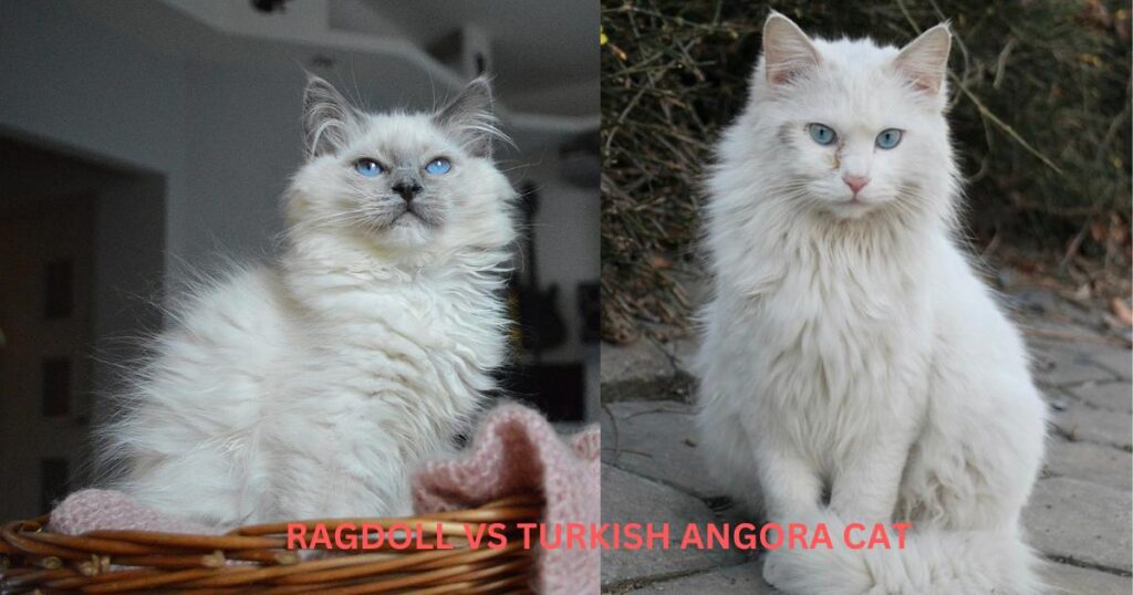 Ragdoll and Turkish Angora cats