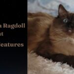 Seal Sepia Ragdoll cat