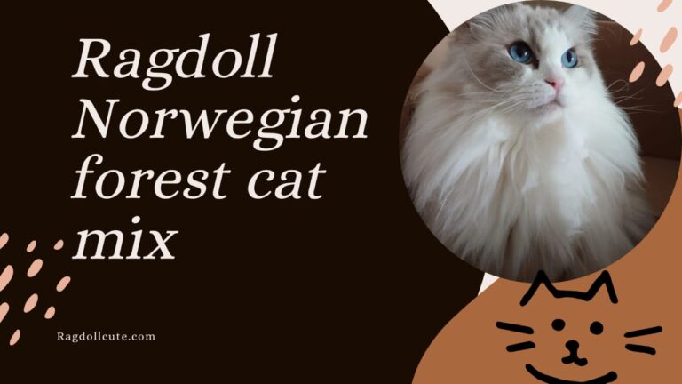 Ragdoll Norwegian Forest cat mix