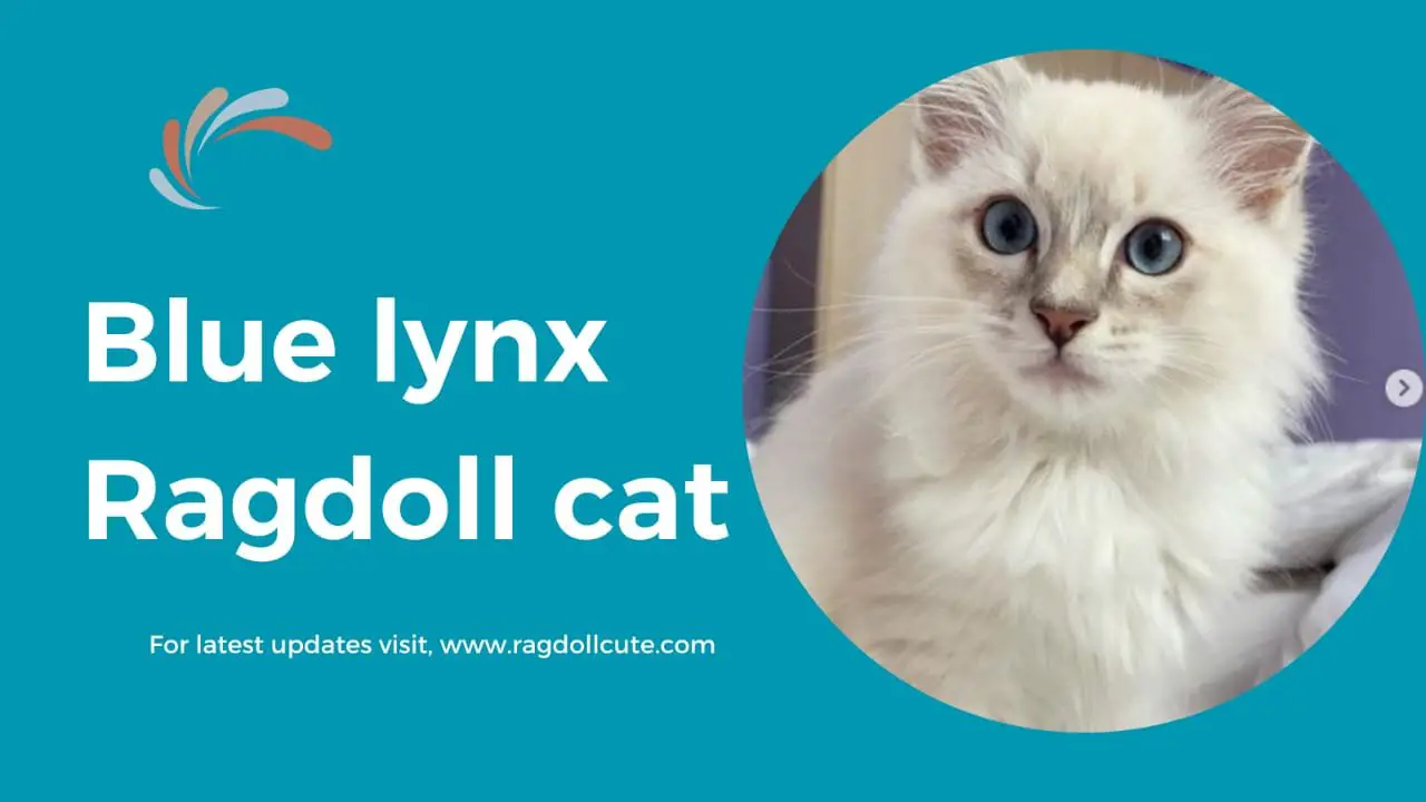 Blue Lynx Ragdoll Cat