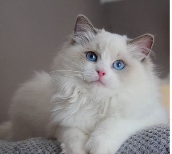 Crossed Eyes Ragdoll Cat