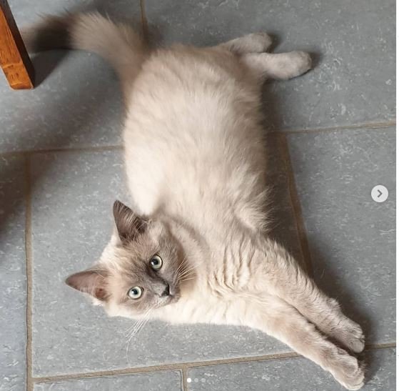 Why is my Ragdoll Cat So Skinny?