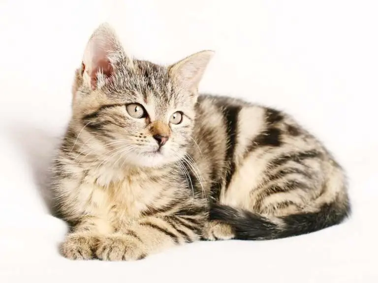 Ragdoll Tabby Mix